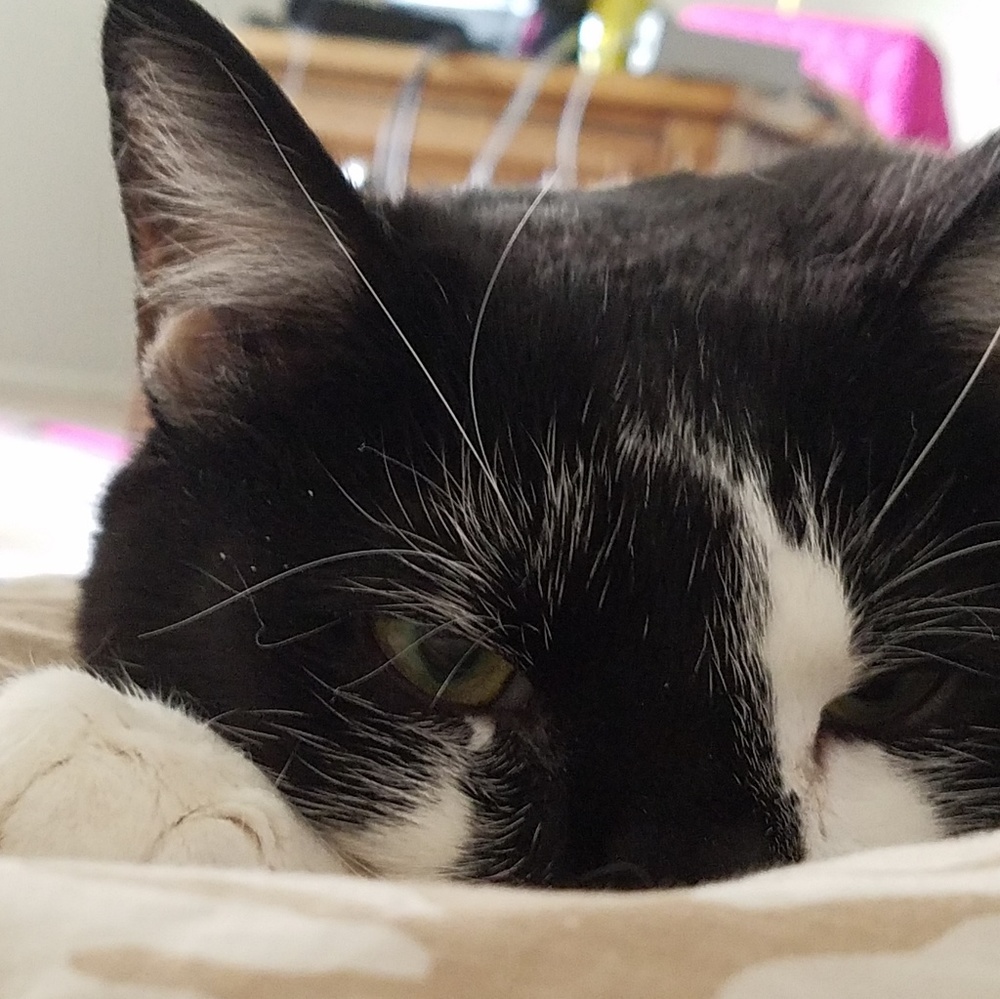 Meet your Posher, Sophie